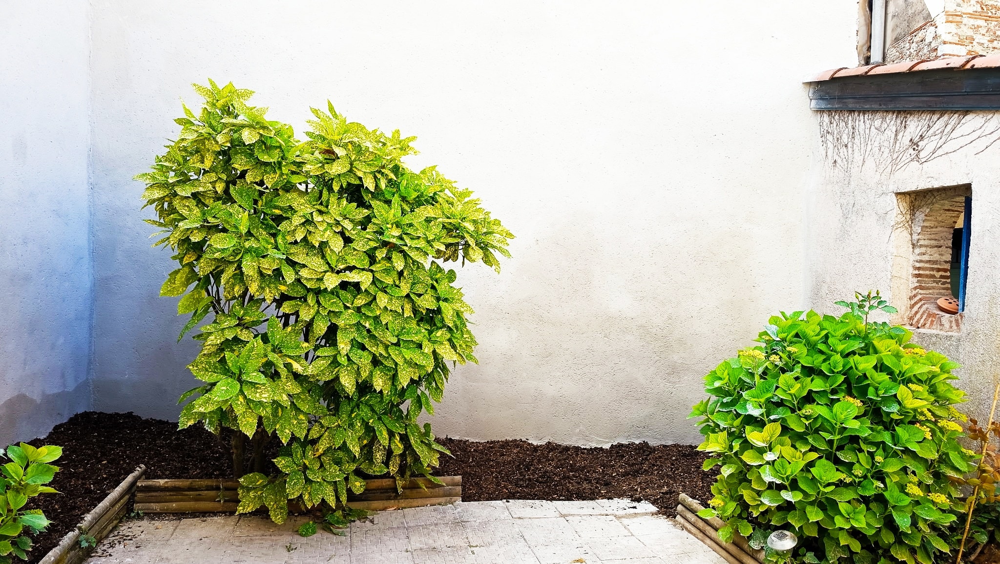 Aucuba du Japon tacheté et hortensia vert devant un mur blanc dans un jardin paysager.