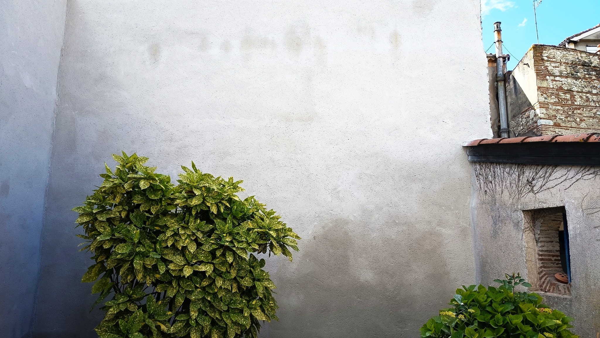 Arbuste Aucuba au feuillage tacheté devant un grand mur gris texturé dans une cour calme avec hydrangea.
